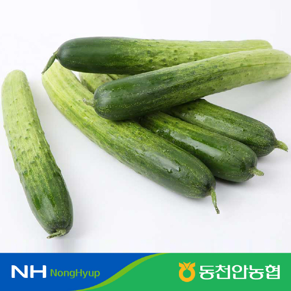 [동천안농협] 백다다기 오이 4kg(20개)
